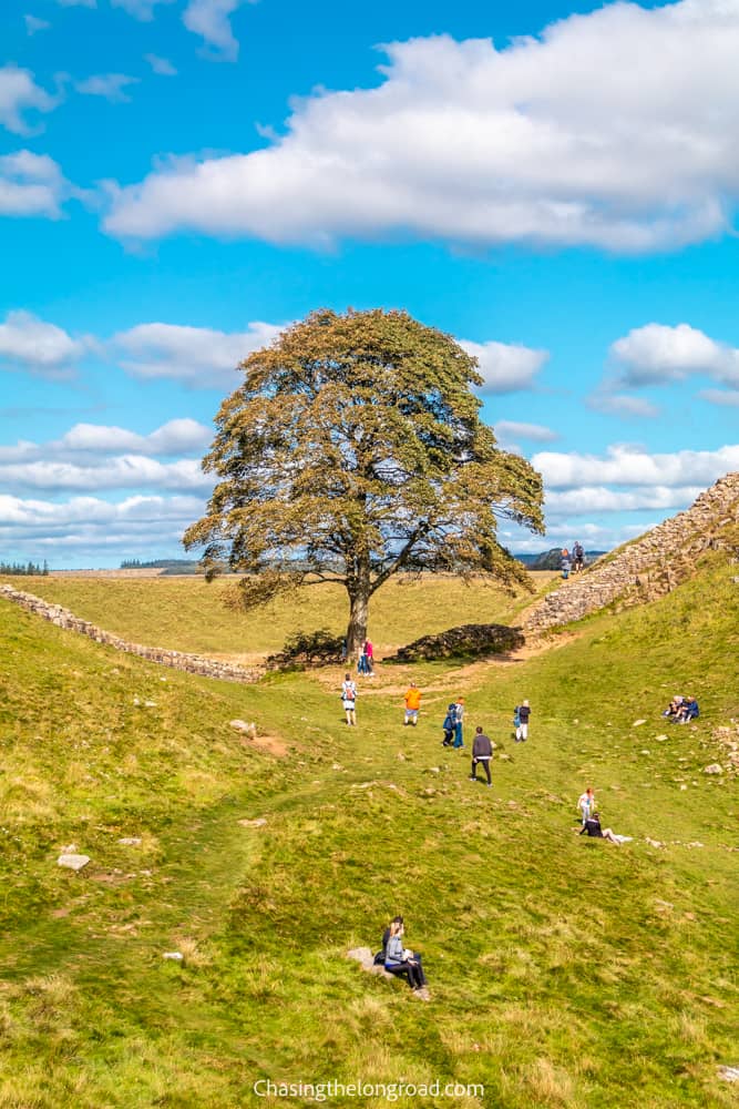 sycamore gap tree