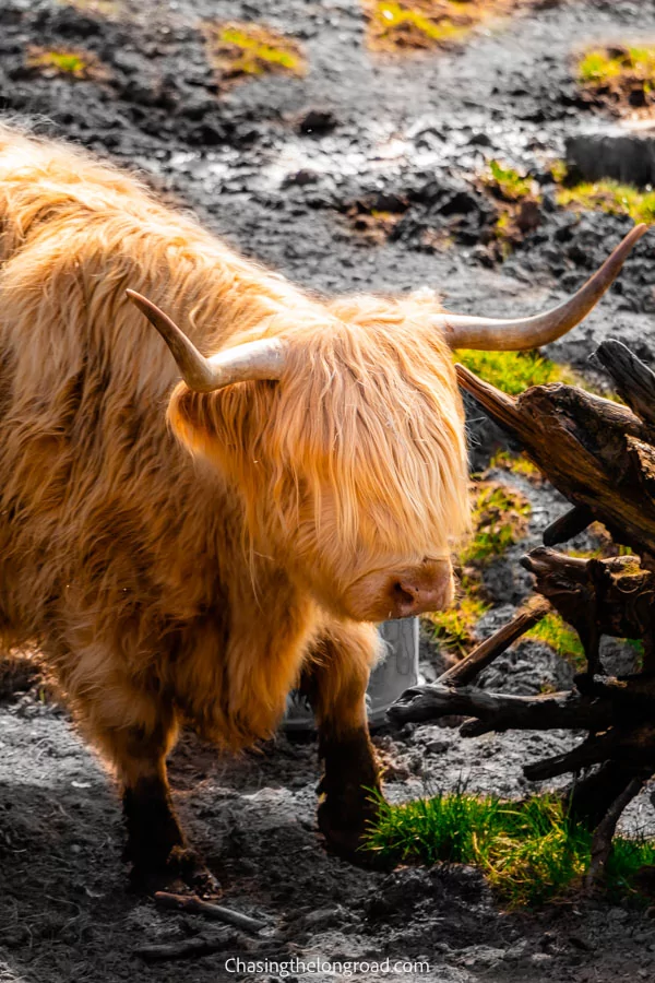 Highland cow in Isle of Skye