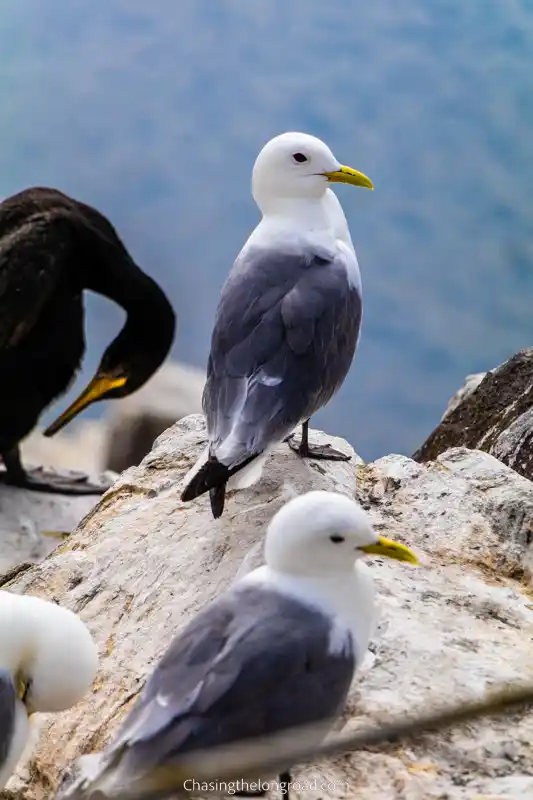 Birdwatching in St Abbs